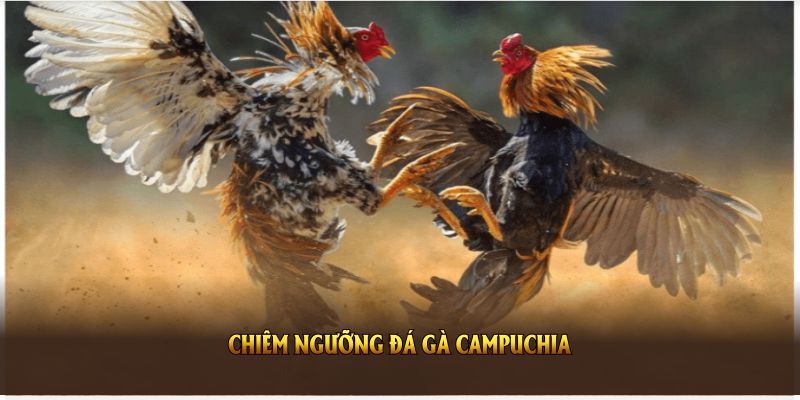 Giải đáp vì sao bạn nên chiêm ngưỡng đá gà Campuchia tại 8KBET